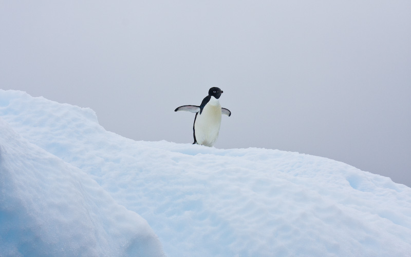 Adélie Penguin On Iceberg